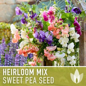 Heirloom Sweet Pea Flower Mix | 25+ Seeds, Cottage Garden, Fragrant Blooms, Lathyrus odoratus Bild 5