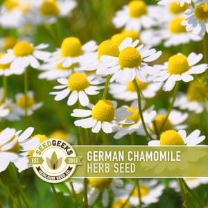 The image is a close-up of a field of white and yellow chamomile flowers, with the text "German Chamomile Herb Seed" overlaid on the image.
