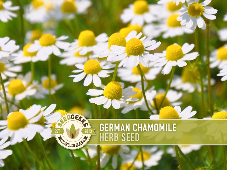 The image is a close-up of a field of white and yellow chamomile flowers, with the text "German Chamomile Herb Seed" overlaid on the image.