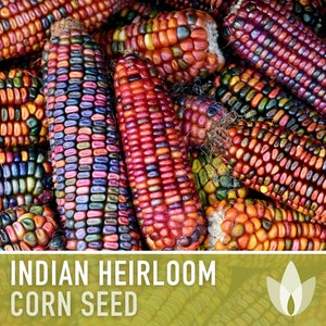 Indian Corn Heirloom Seeds - Ornamental Corn, Heirloom Corn, Flour Corn, Flint Corn, Hominy, Polenta, Open Pollinated, Non-GMO