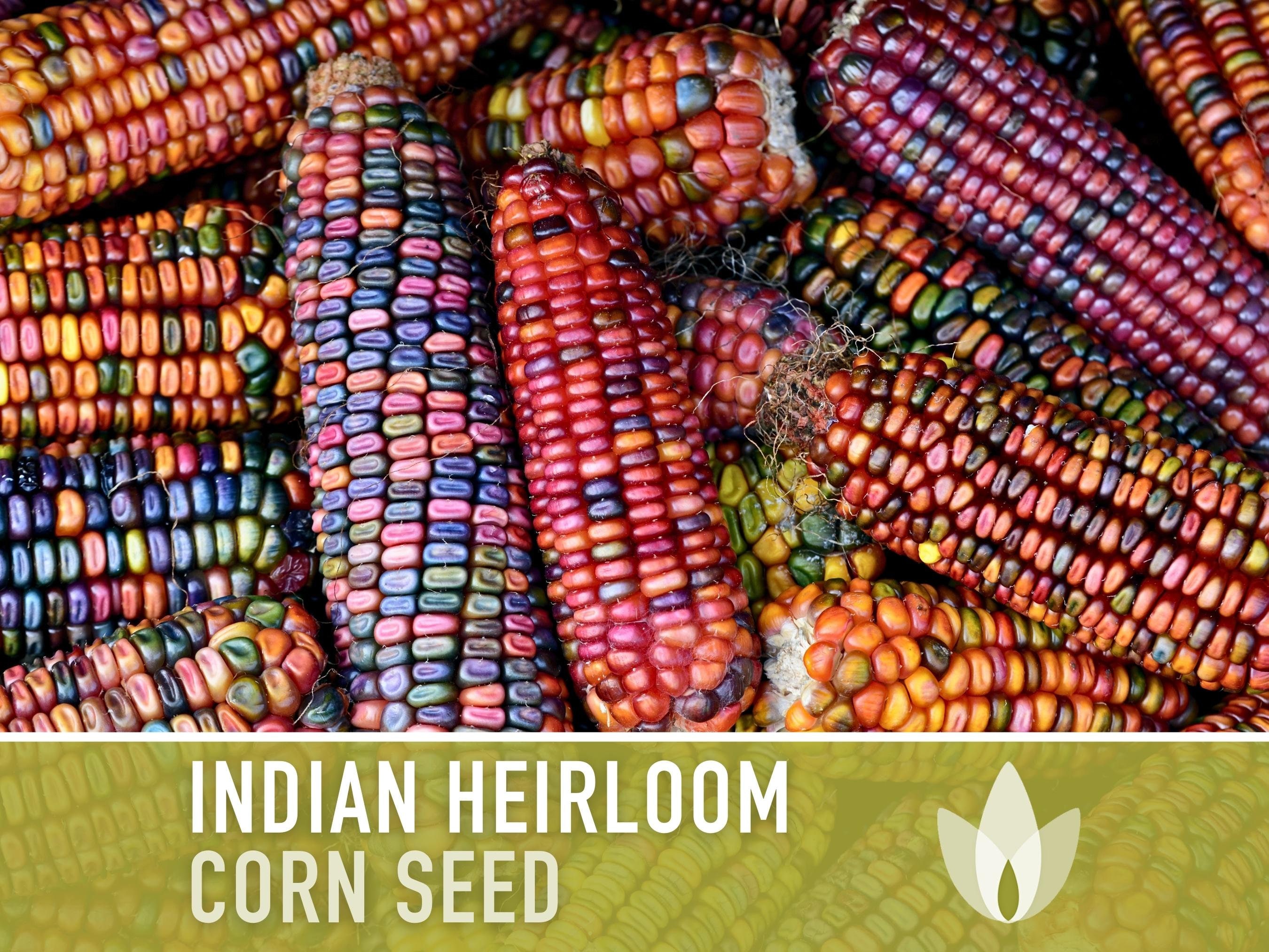  Glass Gem Indian Corn Heirloom Seed - The Most Beautiful Corn  in the World! : Corn Plants : Patio, Lawn & Garden