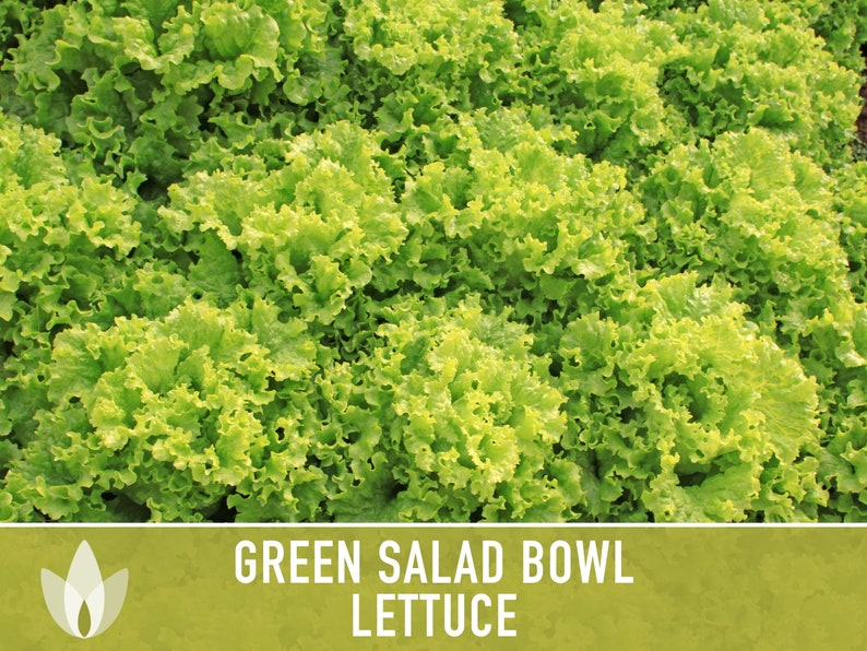 Green Salad Bowl Lettuce Heirloom Seeds image 5
