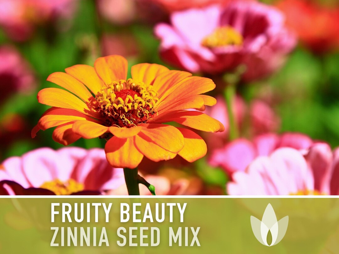 Zinnia, Fruity Beauty Flower Seed Mix Heirloom Seeds, Berry Zinnia