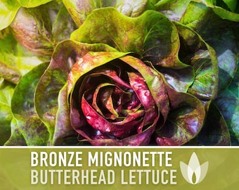 Bronze Mignonette Butterhead Lettuce Heirloom Seeds - Open Pollinated, Non GMO, Heirloom Seeds, Lettuce Seeds, Vegetable seeds