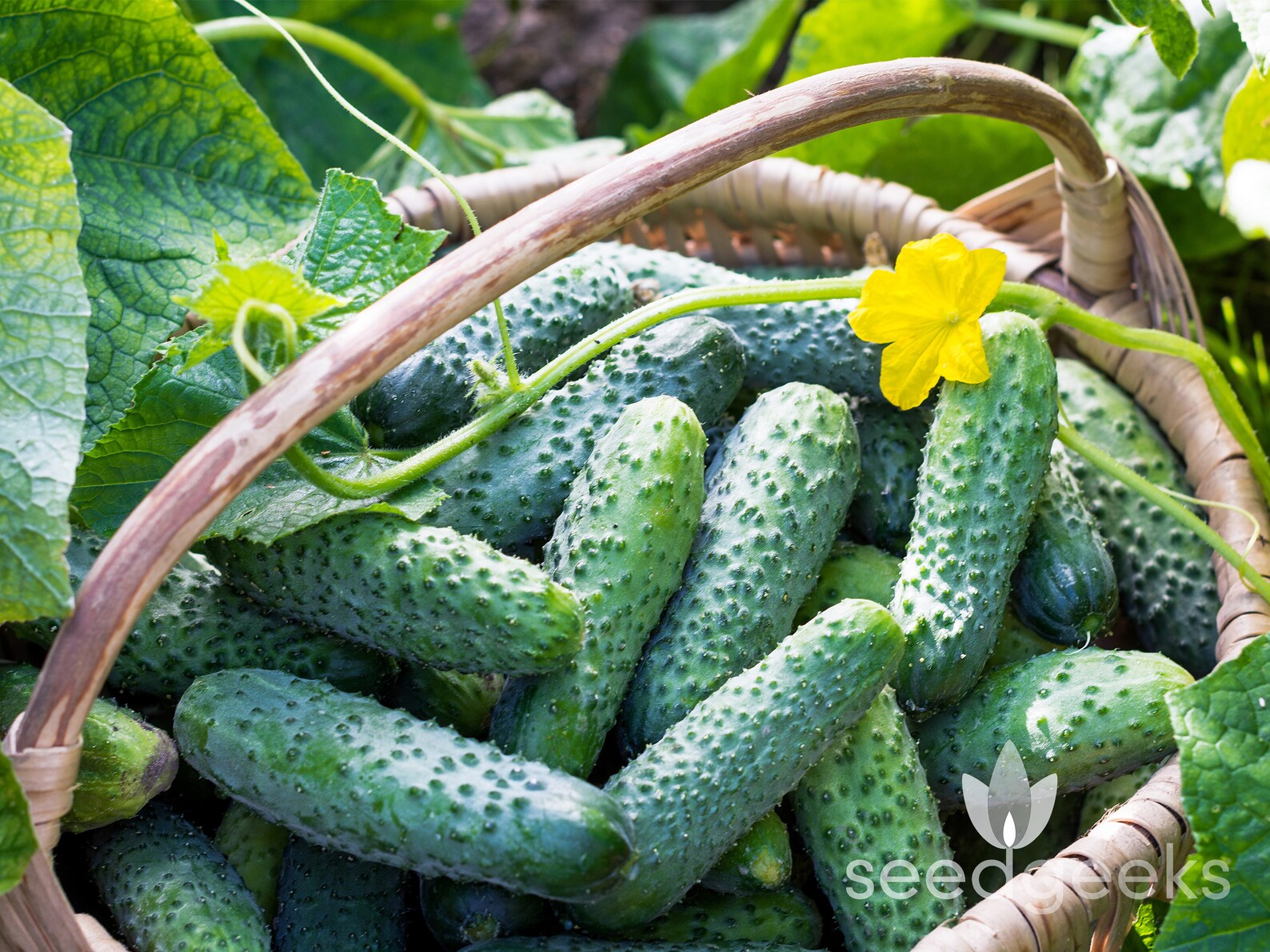 партнер огурец директор f1. огурец темп семко. огурцы неприхотливые сорта. огурцы неприхотливые сорта. огурцы неприхотливые сорта.