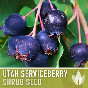 Utah Serviceberry - 10 Seeds - Heirloom Shrub Seeds, Purple Berries, Great in Jams, Pollinator Garden, Songbirds, Native Perennial, Non-GMO