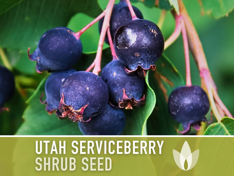 Serviceberry Plant Ripe Utah Serviceberry Seeds – Heirloom Shrub, Purple Berries, Pollinator ...
