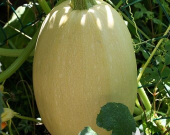 Red Kuri Japanese Winter Squash Heirloom Seeds | Etsy
