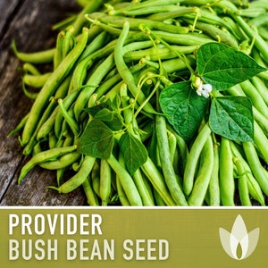 Provider Bush Bean Heirloom Seeds