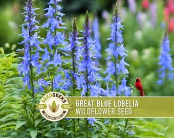Blue Lobelia Seeds - Heirloom Wildflower, Hummingbird Garden