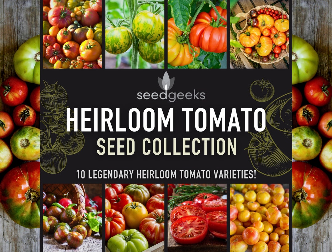 Heirloom Tomato Seed Collection A 5star Selection of 10 Legendary