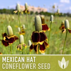 Mexican Hat Coneflower Seeds Heirloom Seeds, Native Wildflower, Prairie Coneflower, Pollinator Friendly, Ratibida Columnifera, Non-GMO image 9