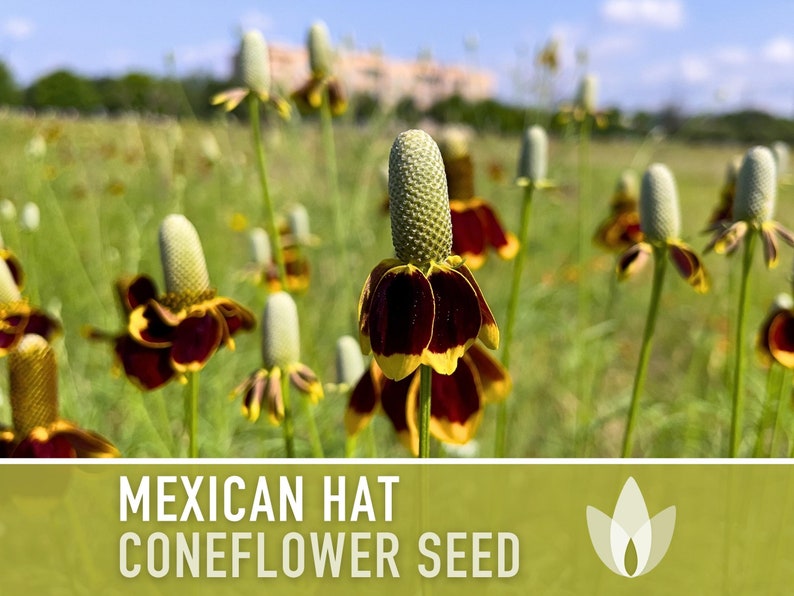 Mexican Hat Coneflower Seeds Heirloom Seeds, Native Wildflower, Prairie Coneflower, Pollinator Friendly, Ratibida Columnifera, Non-GMO image 9