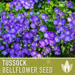 Tussock Bellflower Flower Seeds - 50 Heirloom Seeds, Carpathian Harebells, Campanula carpatica, Blue Lavender Bell-shaped Blooms, Non-GMO