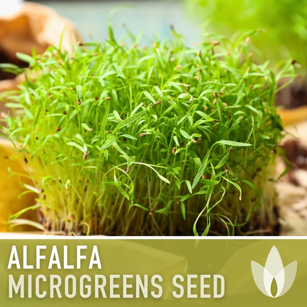 NOW Alfalfa Seeds, Certified Organic | Save at NOW Alfalfa Seeds, Certified Organic | Save at