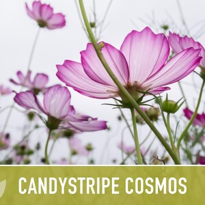 Candystripe Cosmos Flower Seeds - Heirloom, Non-GMO image 5