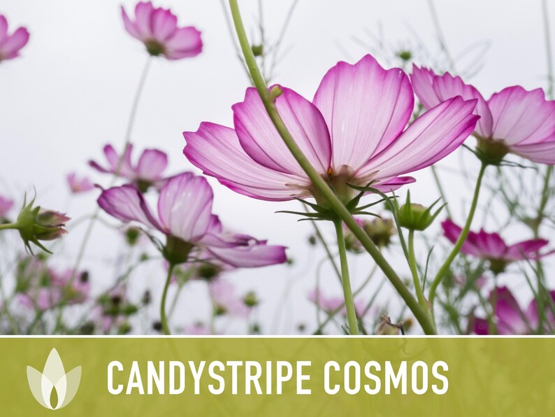 Candystripe Cosmos Flower Seeds - Heirloom, Non-GMO image 5