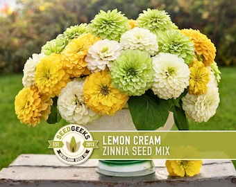 Lemon Cream Zinnia Seed | 100+ Seeds, Heirloom, Cut Flowers, Butterfly Garden, Non-GMO, Zinnia elegans