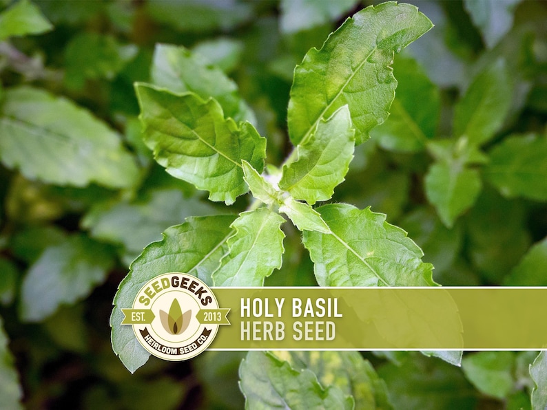 a close-up view of green basil leaves, with a logo for SEEDGEECS and text indicating the basil is a herb seed.