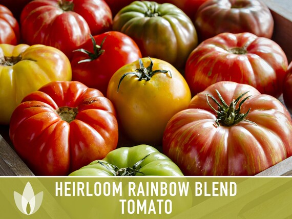 Rainbow Heirloom Tomato Seeds - Colorful Blend, Open Pollinated