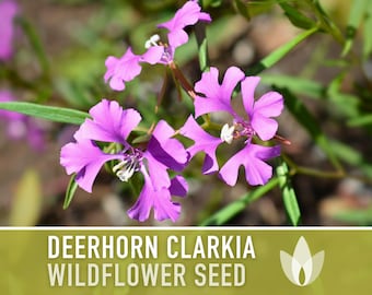 Clarkia, Deerhorn Flower Seeds - Heirloom Seeds, Pink Fairies, Ragged Robin, Californa Native Wildflower, Pollinator Friendly, Non-GMO