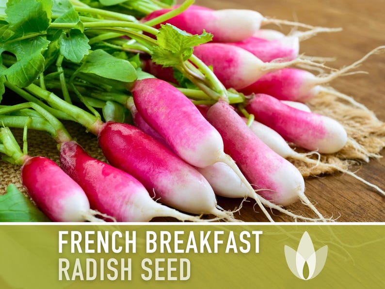 French Breakfast Radish Heirloom Seeds - Open Pollinated, Container Garden, Non-GMO image 4