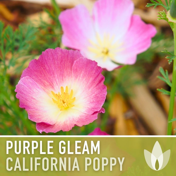 California Poppy, Purple Gleam Flower Seeds - Heirloom Seeds, Cool Weather Seeds, Dazzling Purple-Pink Flowers, Cool Season Flowers, Non-GMO