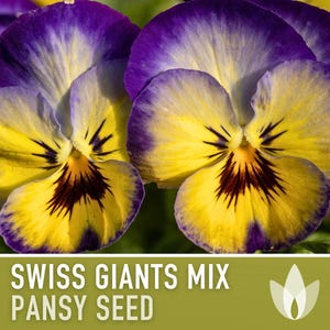 Swiss Giants Pansy Seeds, Heirloom Edible Flowers, 100 Seeds image 9