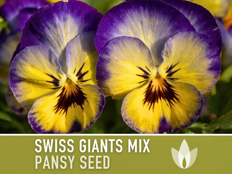 Swiss Giants Pansy Seeds, Heirloom Edible Flowers, 100 Seeds image 9