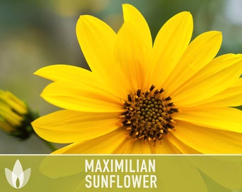 Maximilian Perennial Sunflower Heirloom Seeds - Native, Non-GMO, Open Pollinated, Untreated, Flower Seeds, Perennial, Native, Wildflower
