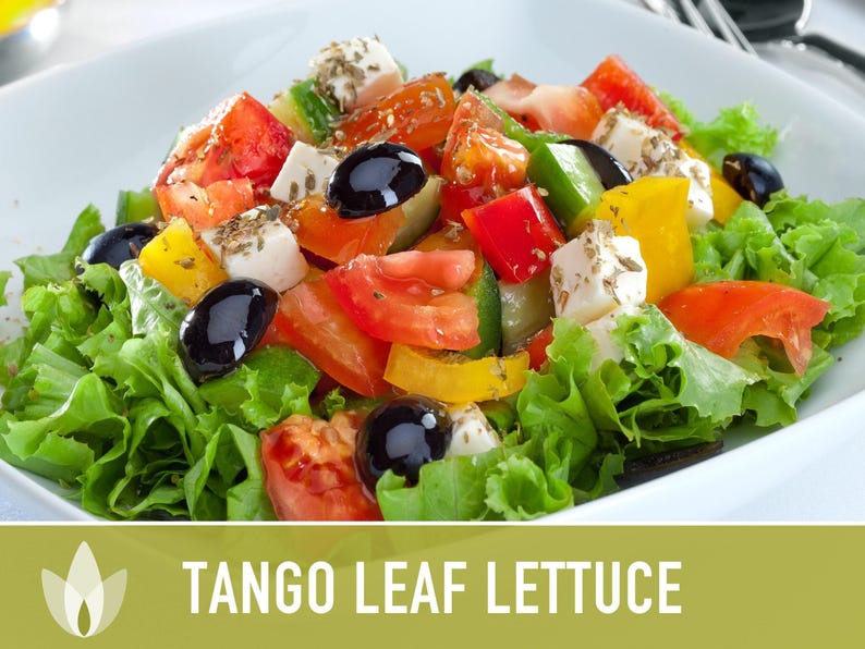 Tango Oakleaf Lettuce Seeds – Heirloom, Cold Tolerant imagem 5