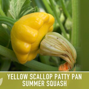 Yellow Scallop Patty Pan Bush Summer Squash Heirloom Seeds image 6
