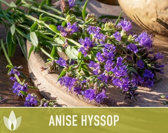 Anise Hyssop Herb Flower Heirloom Seeds