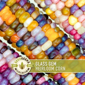 May include: Close-up of colorful Glass Gem heirloom corn. Kernels display a variety of colors including orange, yellow, purple, pink, and blue. The image includes the text "Glass Gem Heirloom Corn" and the Seed Geeks logo.