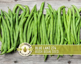 Blue Lake 274 Bush Bean Seeds - Heirloom, Non-GMO, Open Pollinated, Untreated, Green Beans