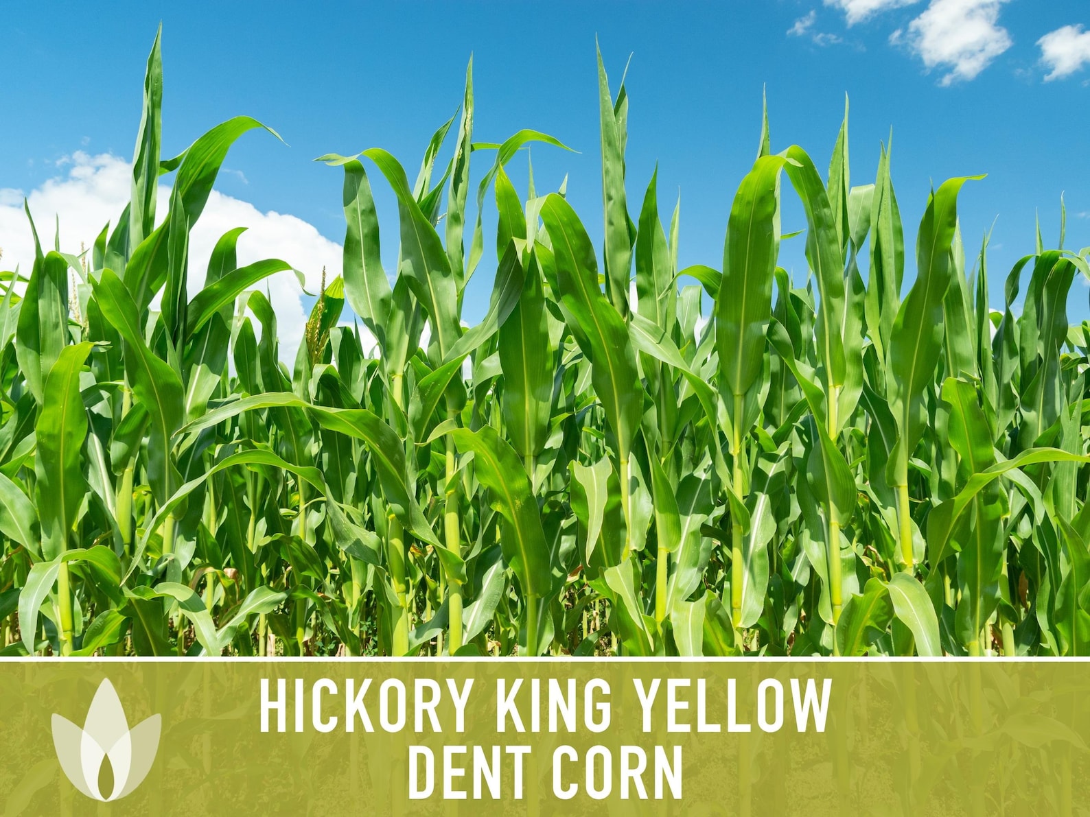 Hickory King Yellow Corn Heirloom Seeds Dent Corn Sweet Etsy