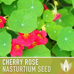 Nasturtium, Cherry Rose Flower Seeds - 25 Heirloom Seeds, Organic, Edible, Salad Garden image 9