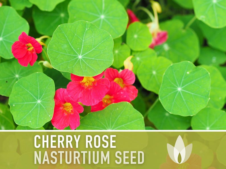 Nasturtium, Cherry Rose Flower Seeds - 25 Heirloom Seeds, Organic, Edible, Salad Garden image 9