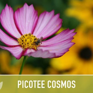 Picotee Cosmos Flower Seeds - Heirloom Flowers, Cut Flowers, Butterfly Garden, Pollinator Friendly, Non-GMO image 5