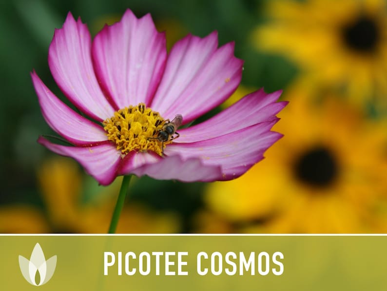 Picotee Cosmos Flower Seeds - Heirloom Flowers, Cut Flowers, Butterfly Garden, Pollinator Friendly, Non-GMO image 5