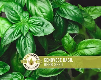 Graines de basilic génois | Plus de 100 sans OGM, pollinisation libre, culinaire et médicinale, biologique, récipient, Ocimum basilicum