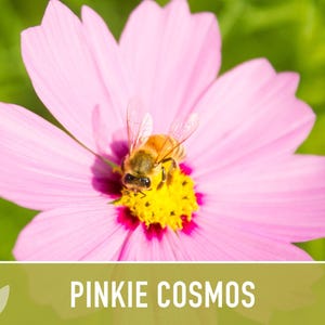 Semillas de flor Pinkie Cosmos, reliquia, aptas para polinizadores imagen 11