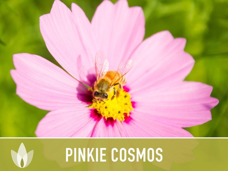 Semillas de flor Pinkie Cosmos, reliquia, aptas para polinizadores imagen 11