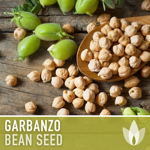 Garbanzo Bean Seeds - Heirloom Seeds, Chickpea Seeds, Bush Bean, Sprouting Seeds, Microgreens, Hummus, Open Pollinated, Untreated, Non-GMO