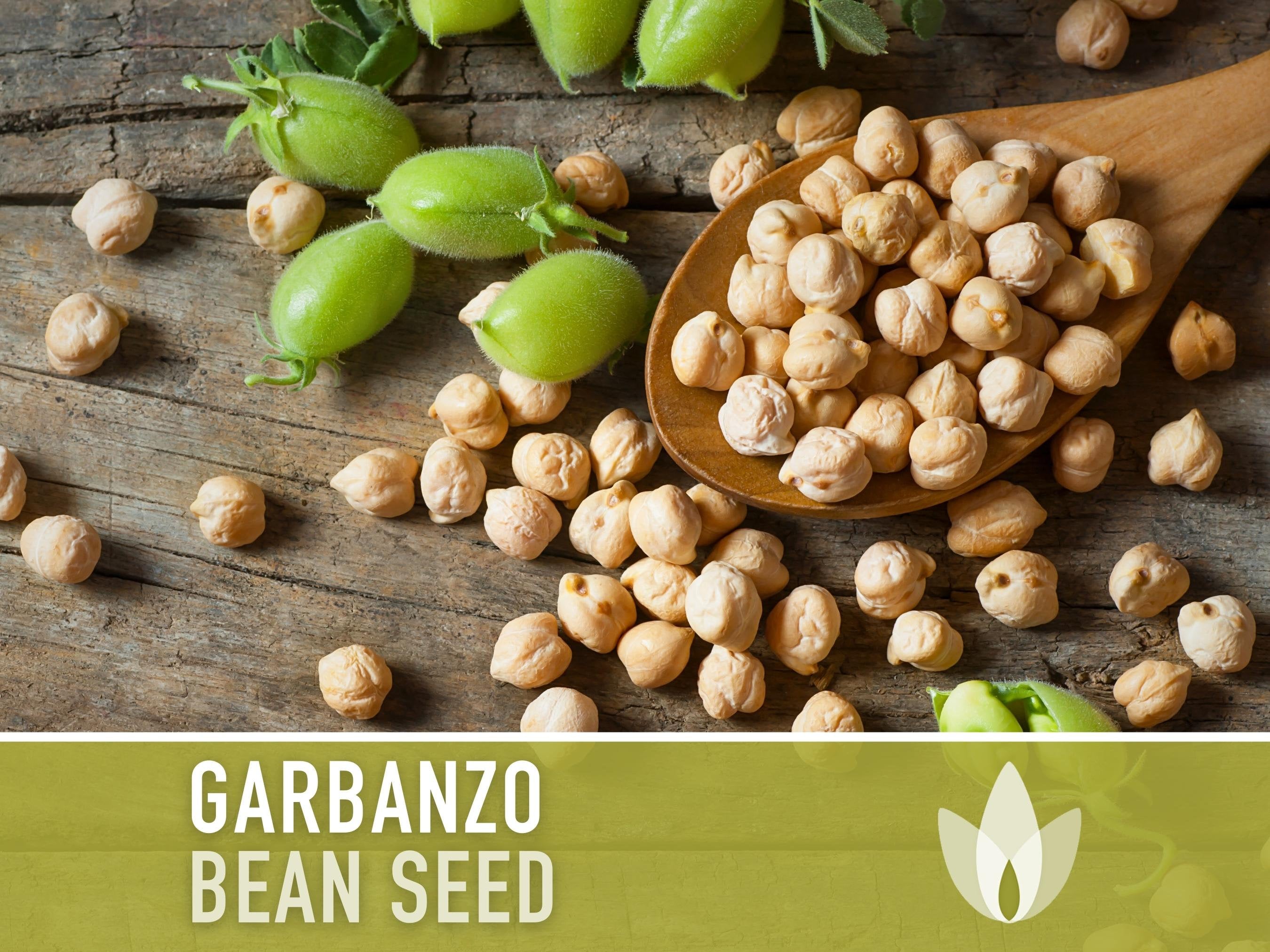 Garbanzo Bean Seeds