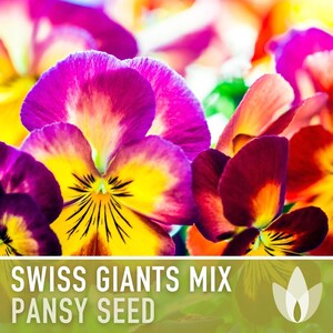Swiss Giants Pansy Seeds, Heirloom Edible Flowers, 100 Seeds image 5