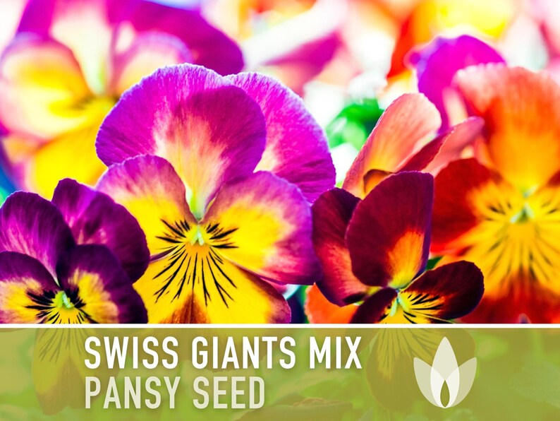 Swiss Giants Pansy Seeds, Heirloom Edible Flowers, 100 Seeds image 5