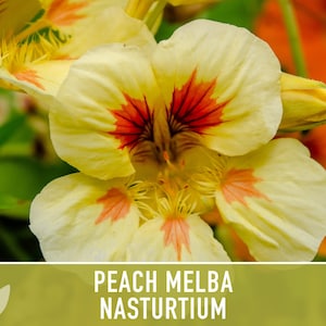 Nasturtium, Peach Melba Flower Seeds Heirloom Seeds, Dwarf Nasturtium, Tangy Peppery Taste, Easy To Grow, Tropaeolum Majus, Non-Gmo image 2