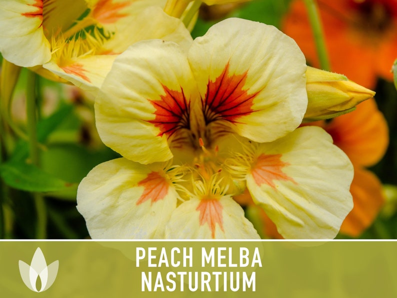 Nasturtium, Peach Melba Flower Seeds Heirloom Seeds, Dwarf Nasturtium, Tangy Peppery Taste, Easy To Grow, Tropaeolum Majus, Non-Gmo image 2