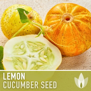 Lemon Cucumber Seeds - Heirloom Seeds, Slicing Cucumber, Pickling Cucumber, Drought Tolerant, Open Pollinated, Non-GMO